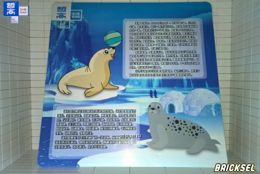 Карточка все о Тюленях и Морских котиках на китайском языке