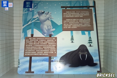 Карточка все о Белых медведях и Моржах на китайском языке
