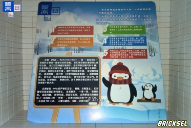 Карточка все о Пингвинах на китайском языке