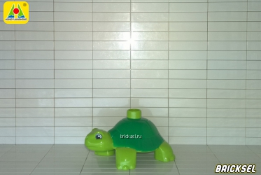 Черепаха с зеленым панцирем салатовая